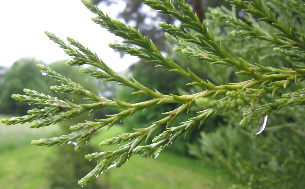 Tuje szmaragdowe zamiast 1327 drzew? To nowy drzewostan na działce przy ul. Targowej