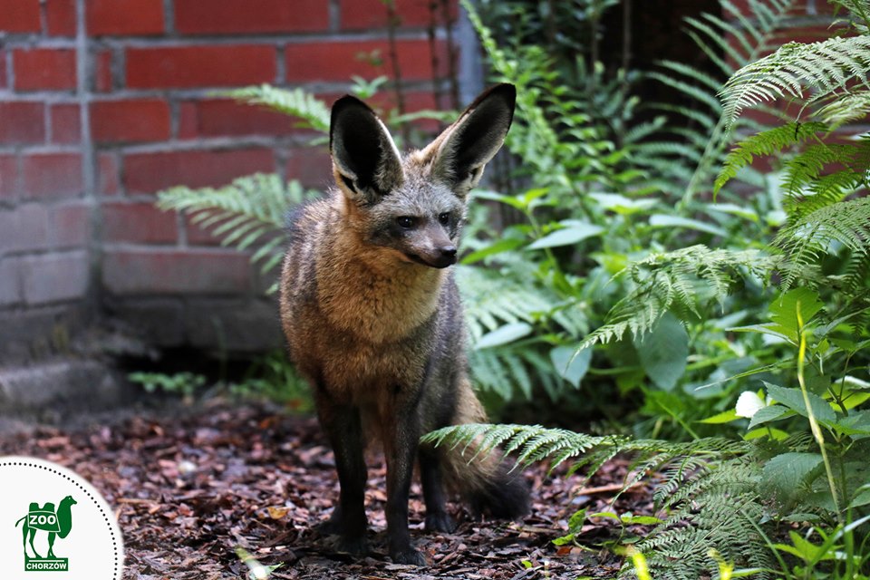 W Śląskim ZOO zamieszkał nowy lokator - poznajcie Tsavo, otocjona wielkouchego