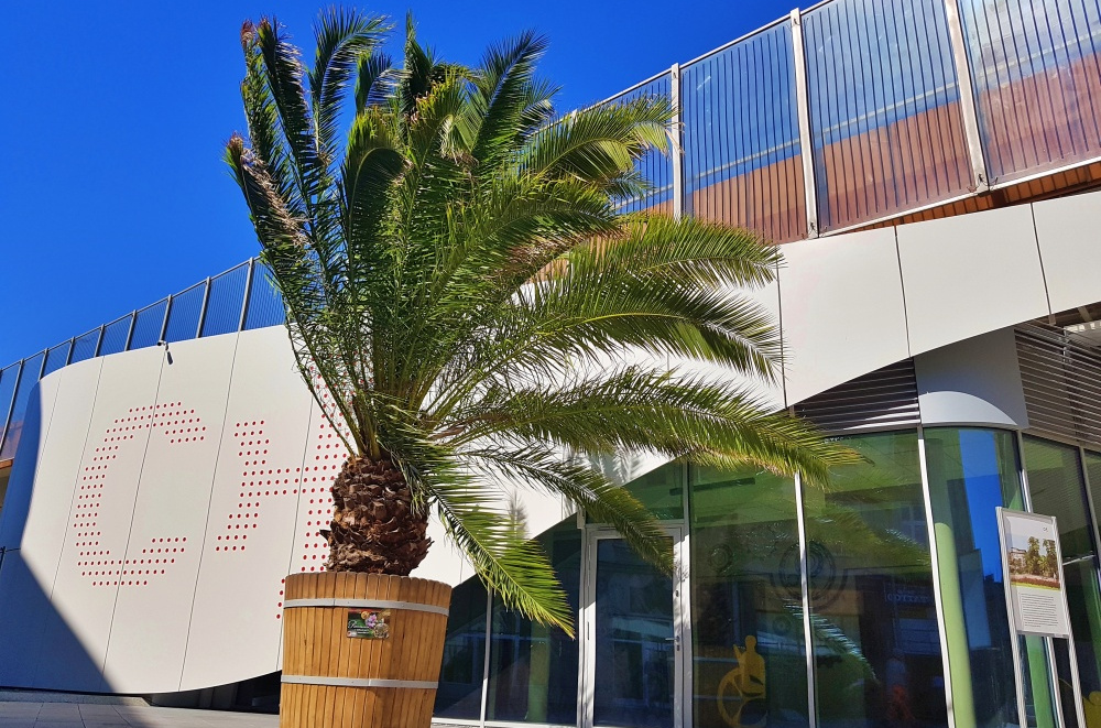 Wybierz imiona dla palm na chorzowskim rynku!