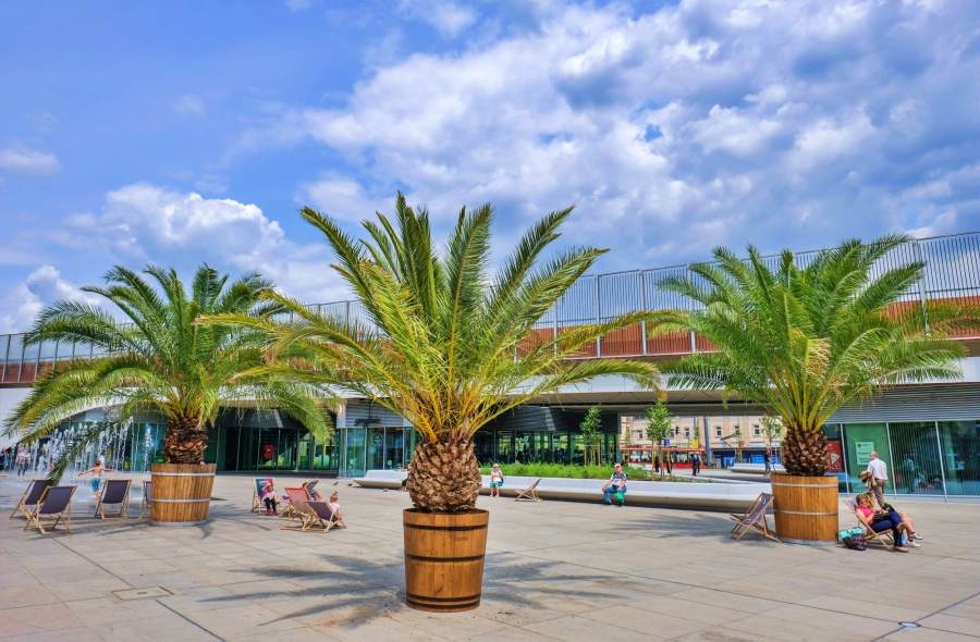 Hilda, Truda i Bercik – takie imiona zyskały palmy na chorzowskim rynku