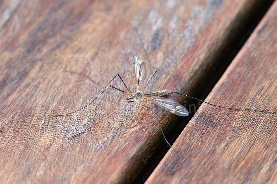 Śląski Państwowy Wojewódzki Inspektor Sanitarny apeluje - chrońmy się przed komarami