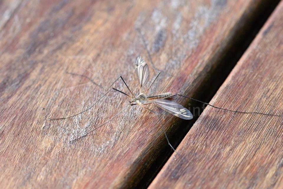 Śląski Państwowy Wojewódzki Inspektor Sanitarny apeluje - chrońmy się przed komarami