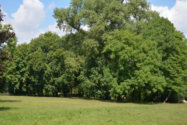 Zabrze: Trwa rewitalizacja Parku im. Poległych Bohaterów