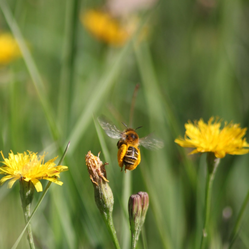 Żorski MOK inicjatorem miejskiej pasieki