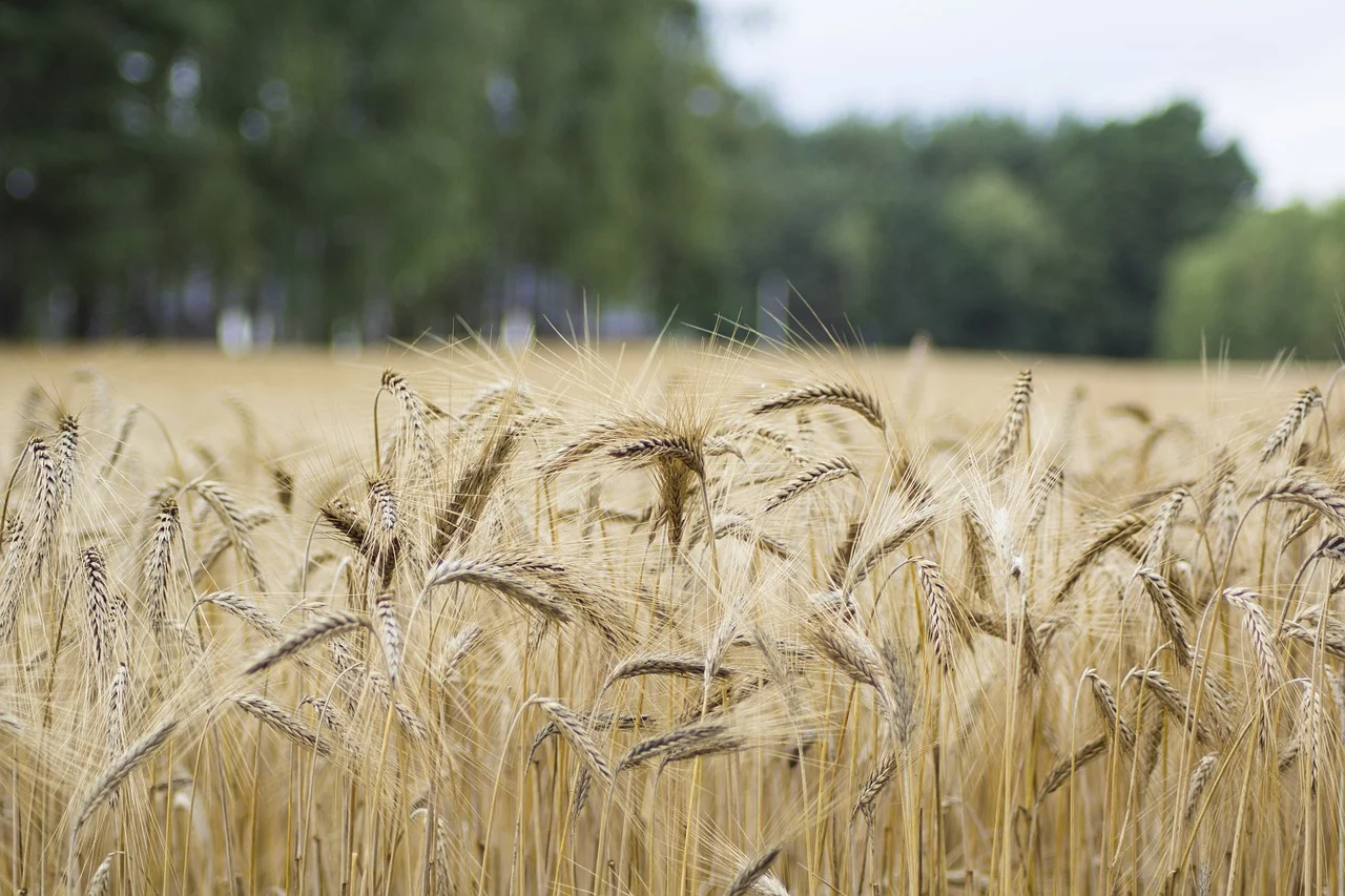 Badanie plonów zbóż oraz rzepaku