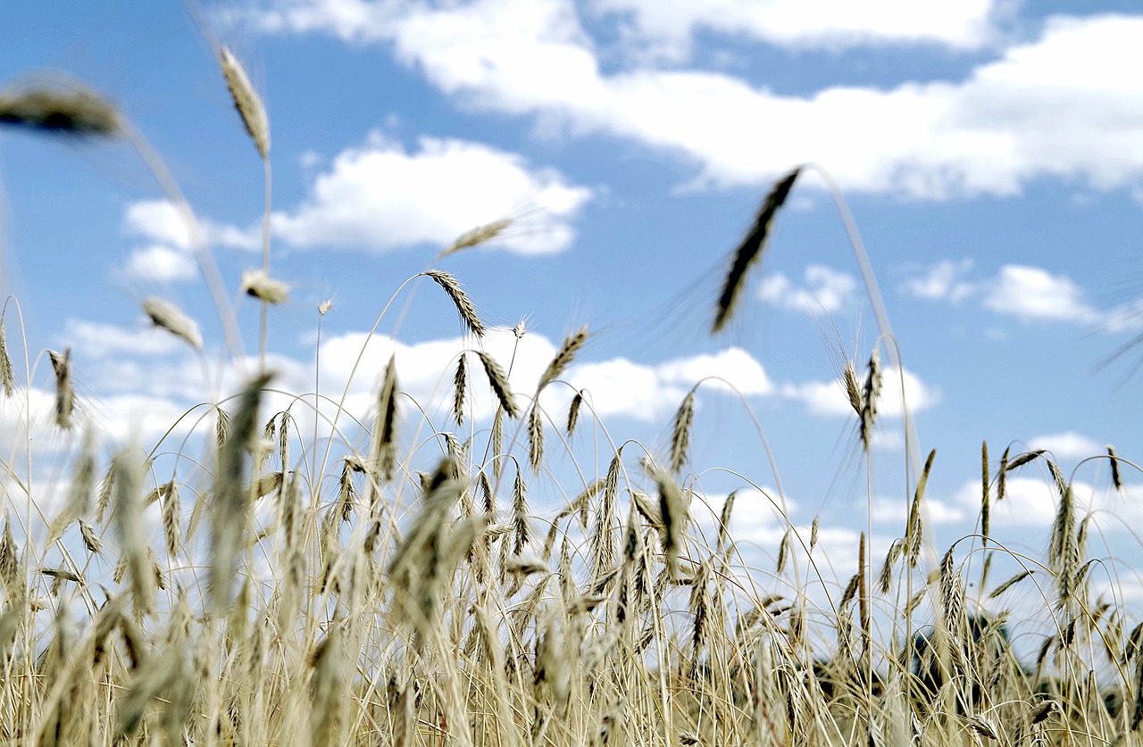 VII Powiatowe Dożynki - co w programie?