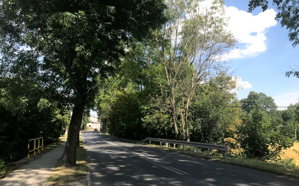 Szykuje się wycinka drzew na Rybnickiej. Mieszkańcy protestują