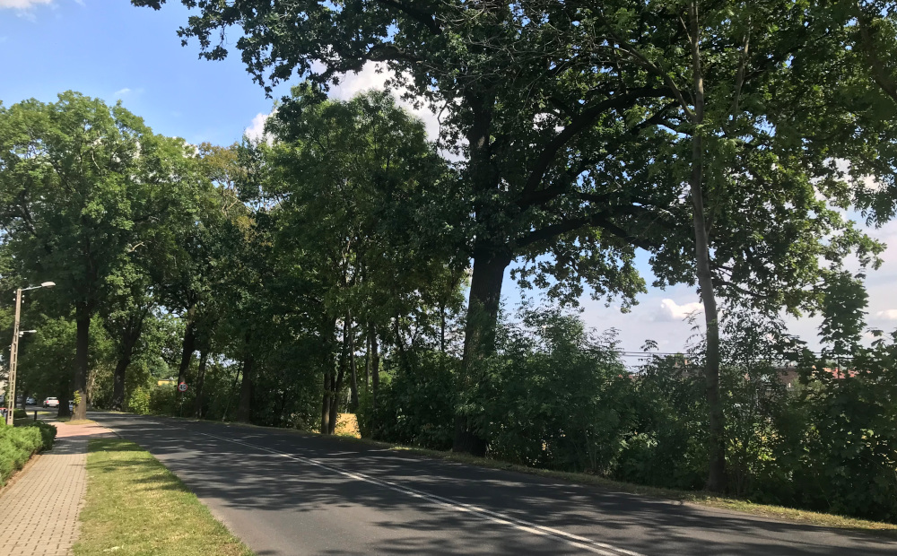 Co z wycinką drzew na Rybnickiej? Część mieszkańców za, część przeciw