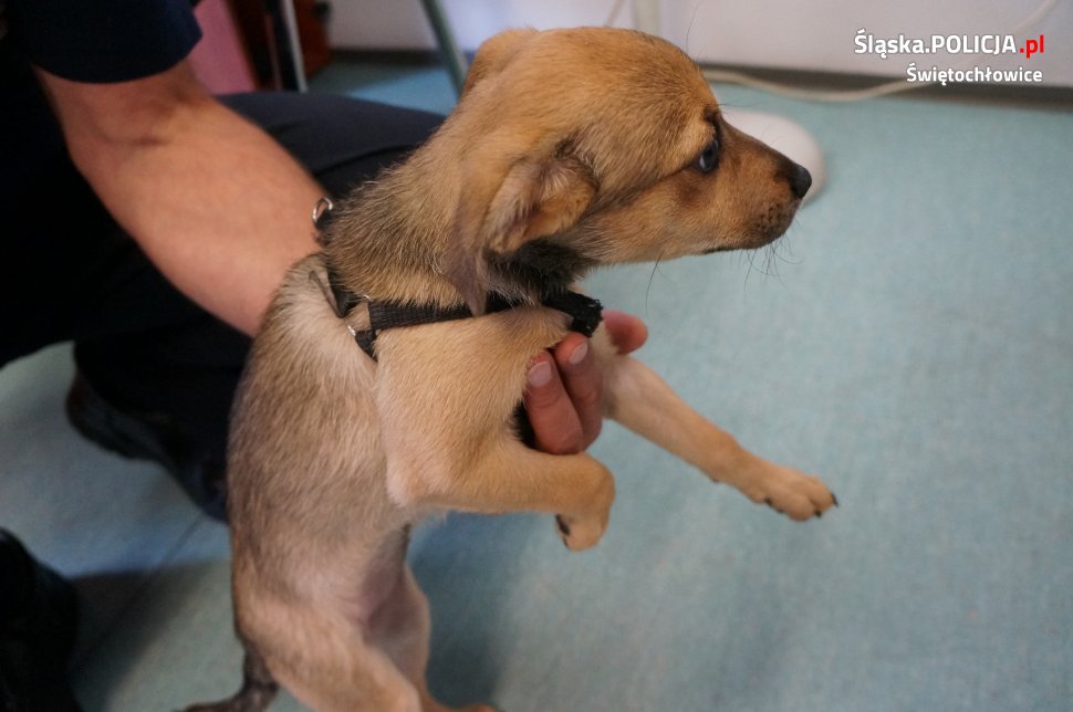 Policja poszukuje właściciela szczeniaka