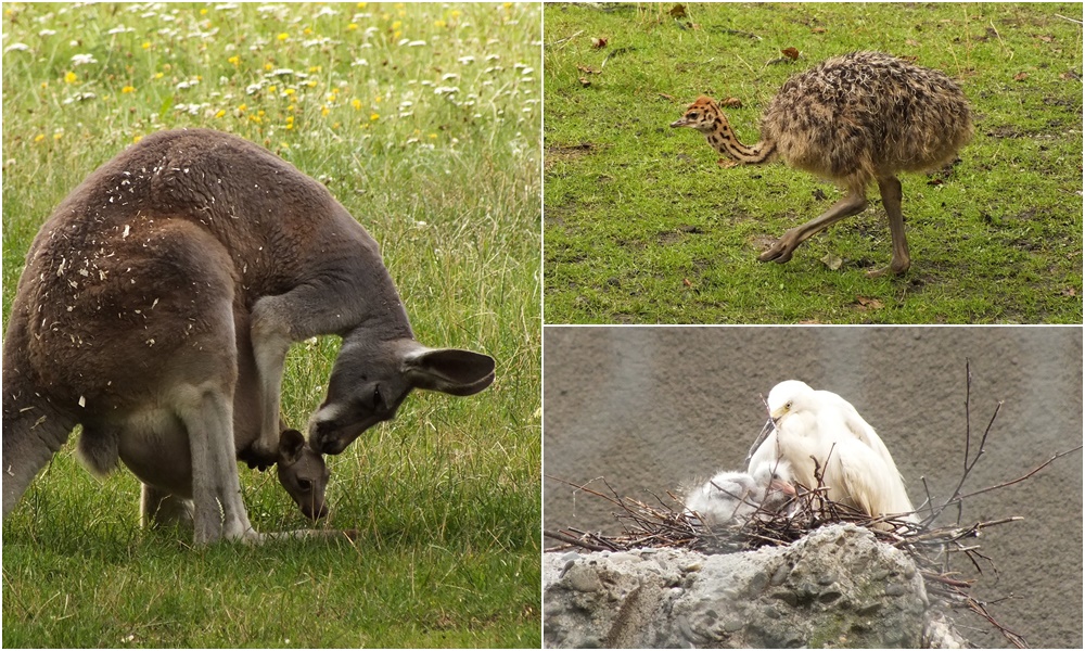 Nowi, mali mieszkańcy ZOO - zobaczcie zdjęcia!