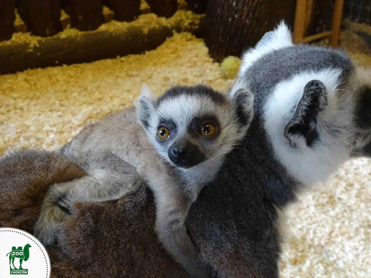 Baby boom w chorzowskim ZOO 1
