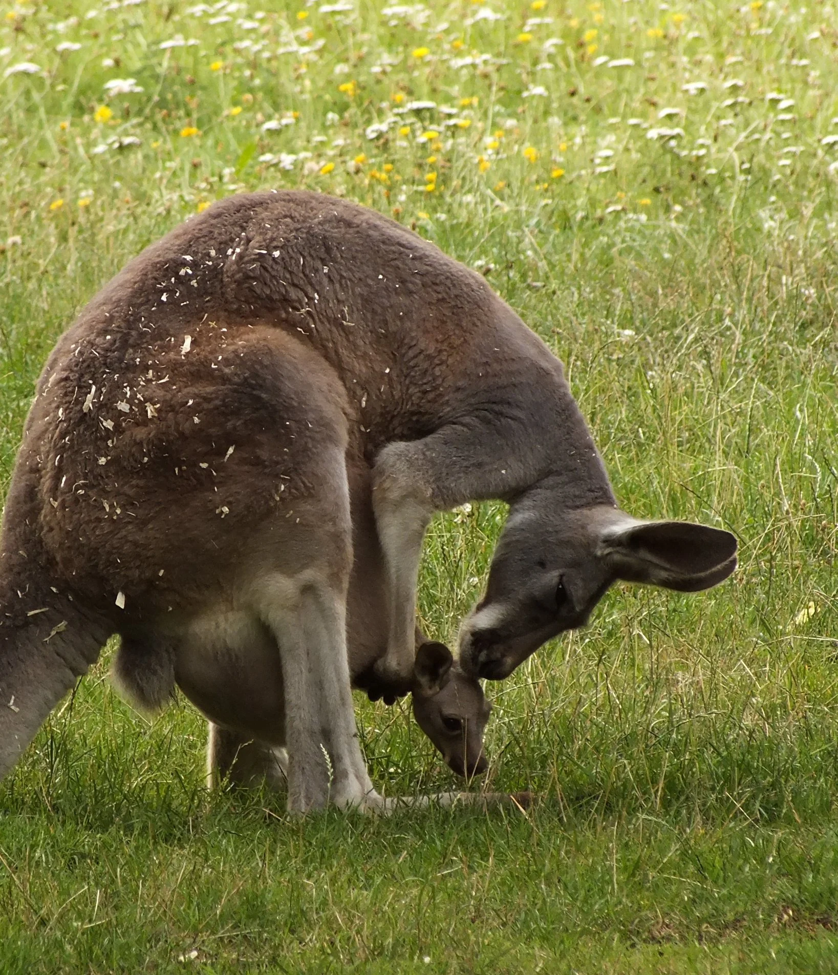 Baby boom w chorzowskim ZOO 2