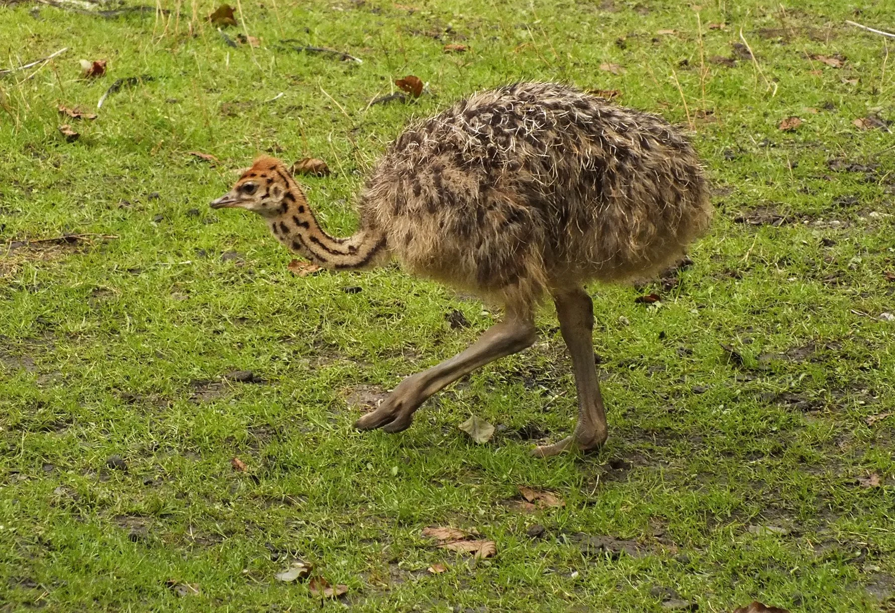 Baby boom w chorzowskim ZOO 3