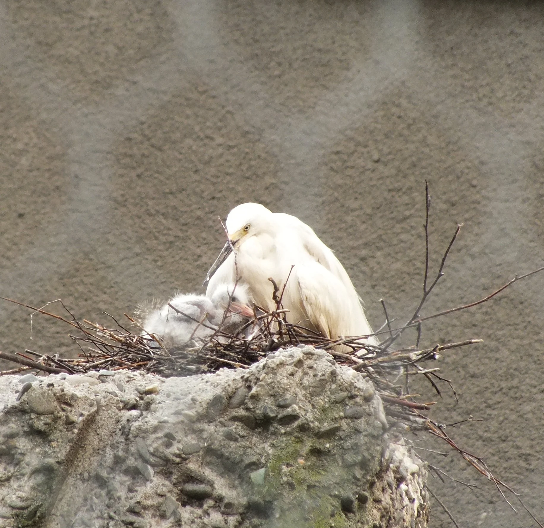 Baby boom w chorzowskim ZOO 4