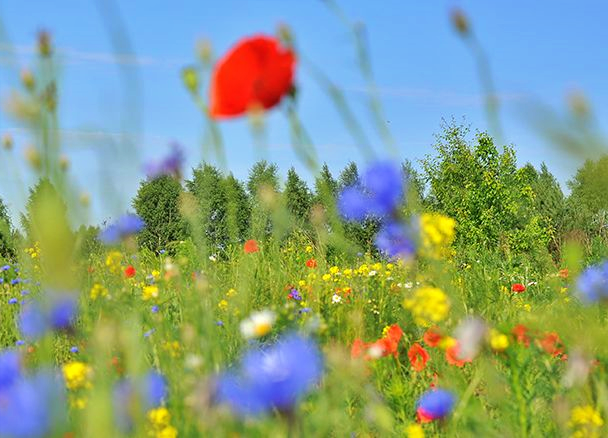 Czy w Chorzowie powstaną kwietne łąki?