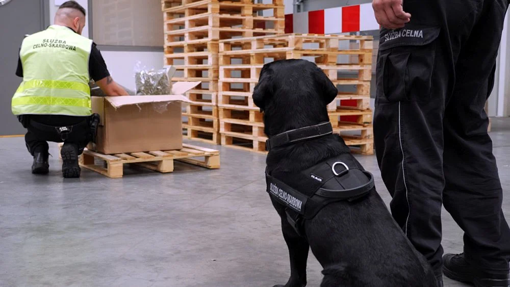 W Zabrzu labrador Blant wykrył narkotyki w przesyłce z zagranicy
