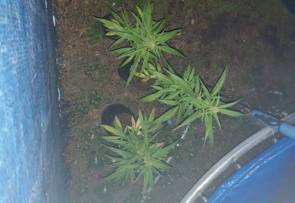 Zlikwidowali przydomową plantację marihuany