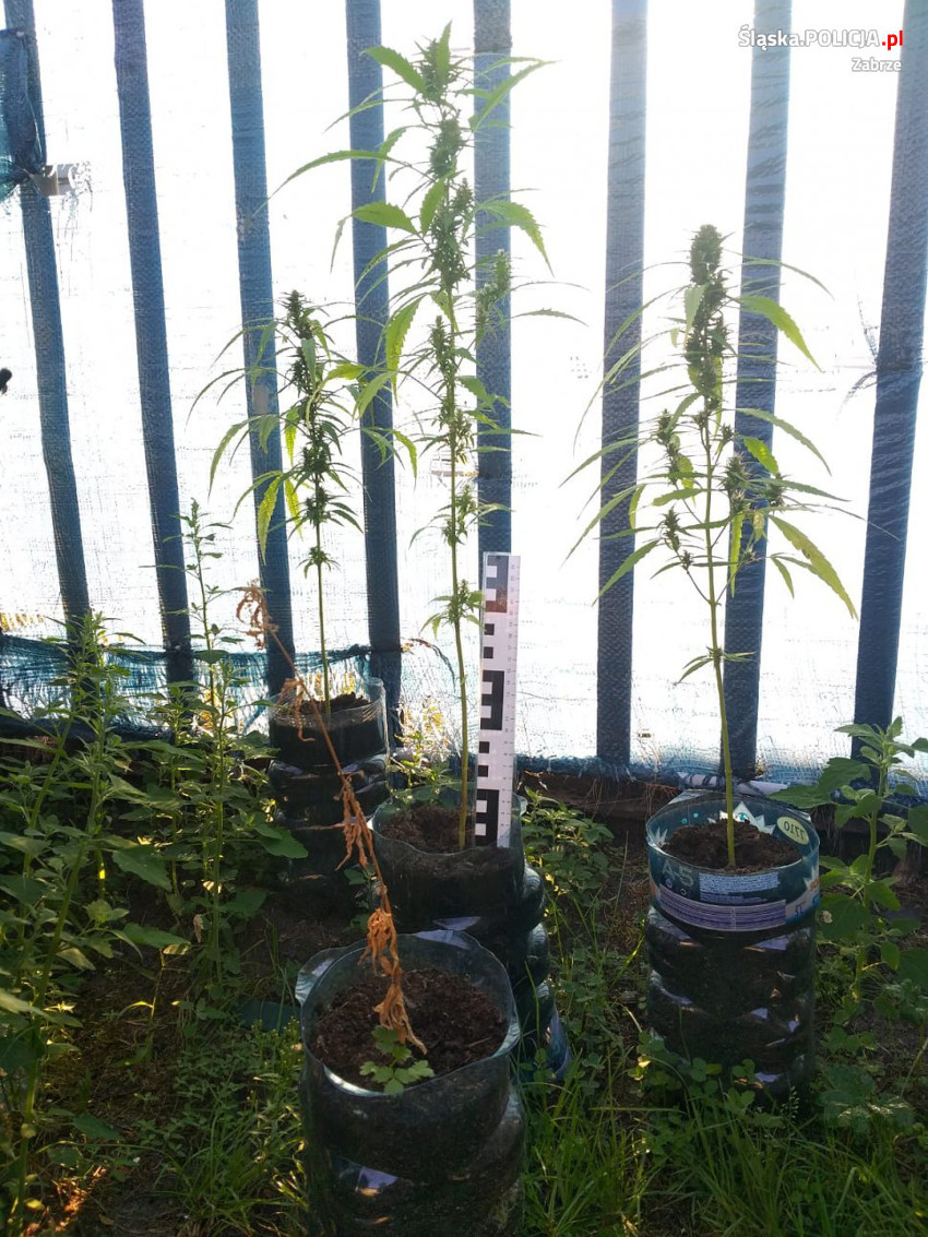 Zlikwidowali przydomową plantację marihuany
