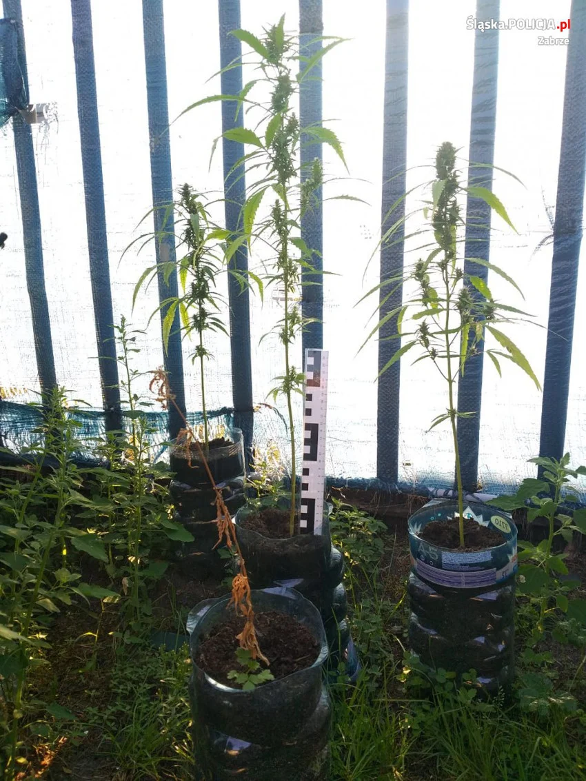 Zlikwidowali przydomową plantację marihuany