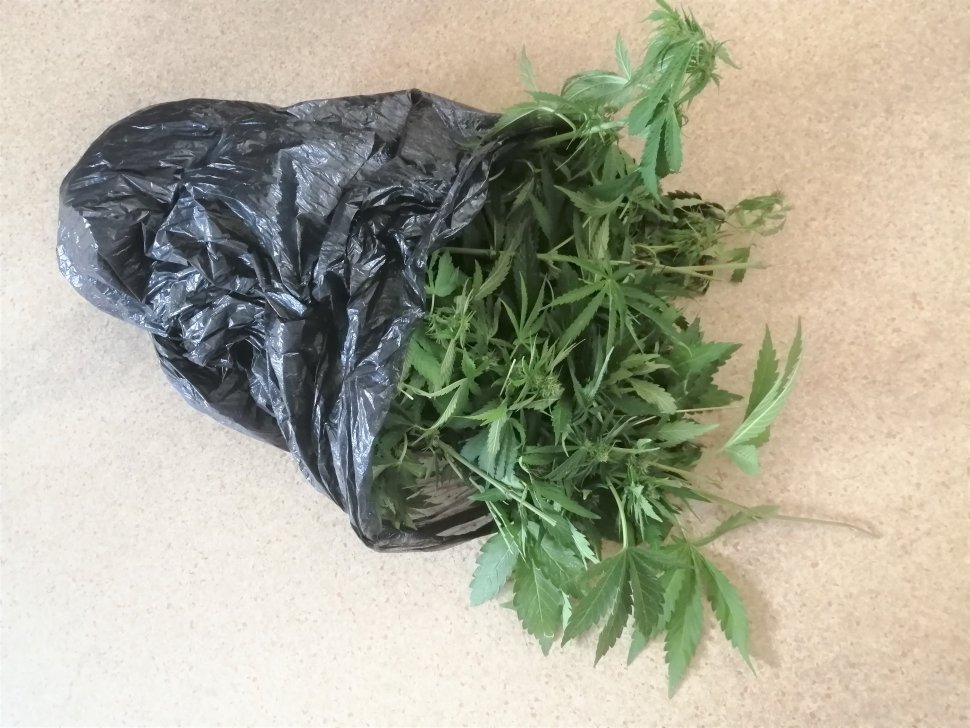 Zabrze: Policjanci zlikwidowali kolejną plantację marihuany [ZDJĘCIA]