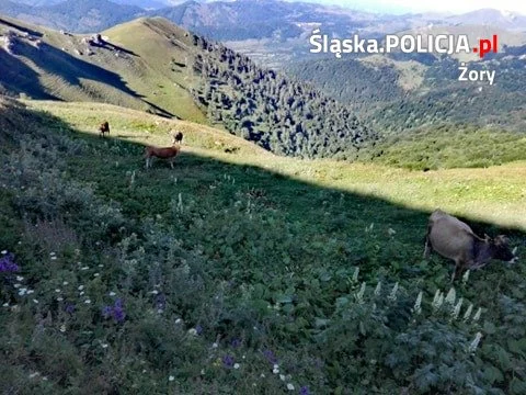 Żory: O fascynującej przygodzie w Górach Samcche-Dżawachetii