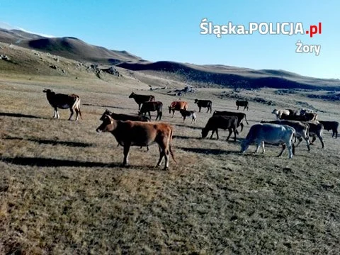 Żory: O fascynującej przygodzie w Górach Samcche-Dżawachetii