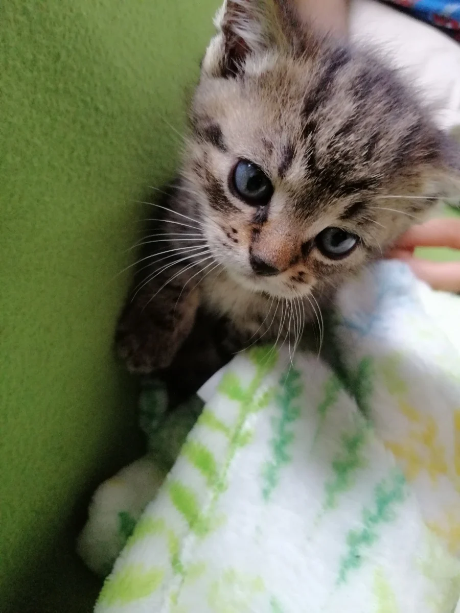 Maja