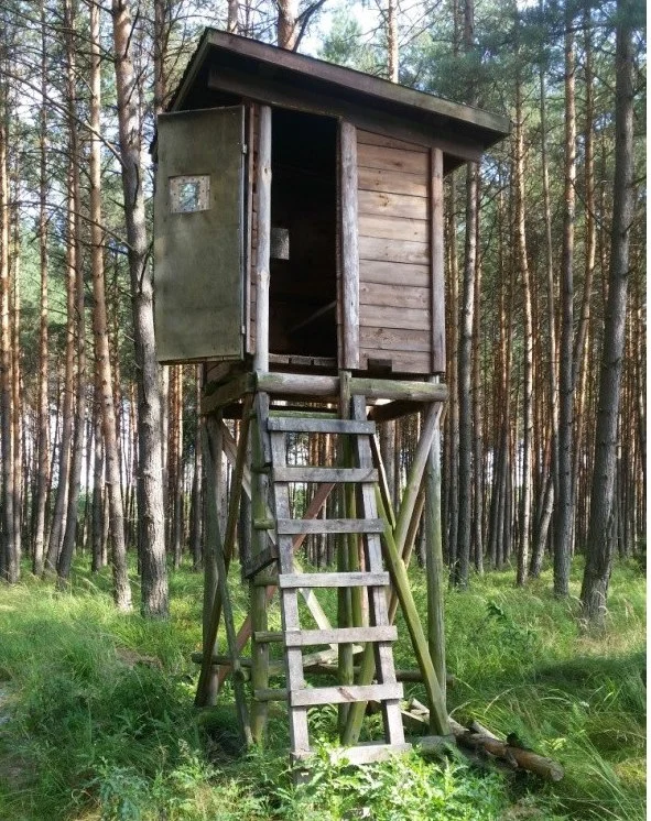 Zgubiłeś się w lesie? Nie panikuj!