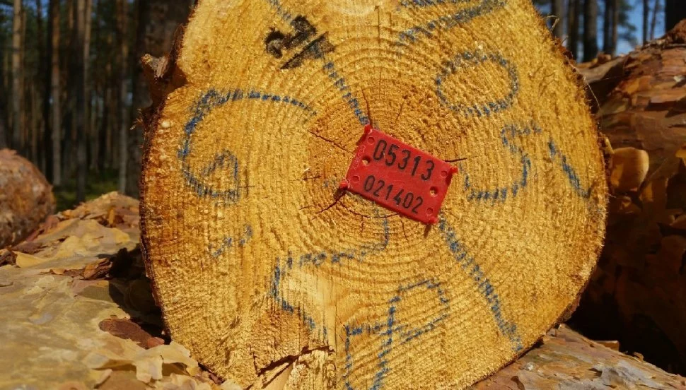 Zgubiłeś się w lesie? Nie panikuj!
