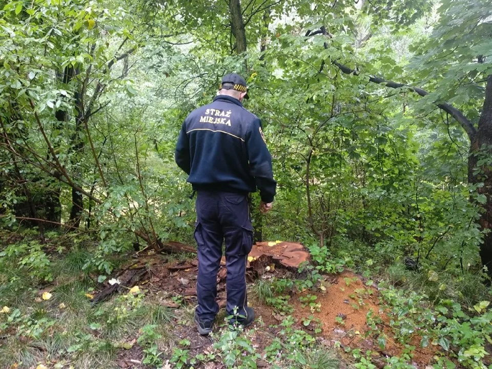 Ktoś w Lasku Chropaczowskim wycinał nielegalnie drzewa - sprawca poszukiwany