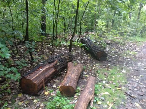 Ktoś w Lasku Chropaczowskim wycinał nielegalnie drzewa - sprawca poszukiwany