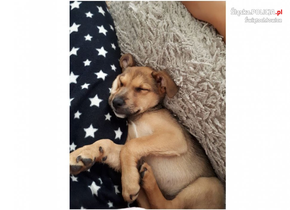 Dzięki policjantce szczeniak znalazł dom
