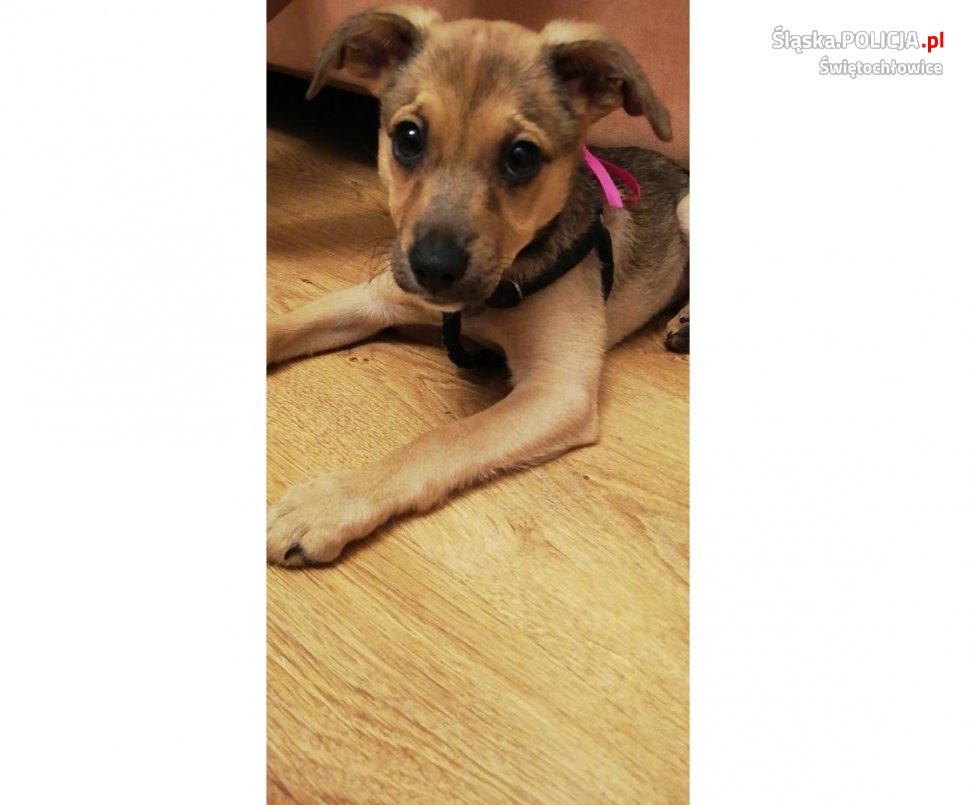 Dzięki policjantce szczeniak znalazł dom