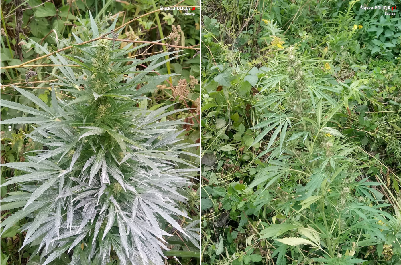 Policjanci z Zabrza zlikwidowali leśną plantację marihuany