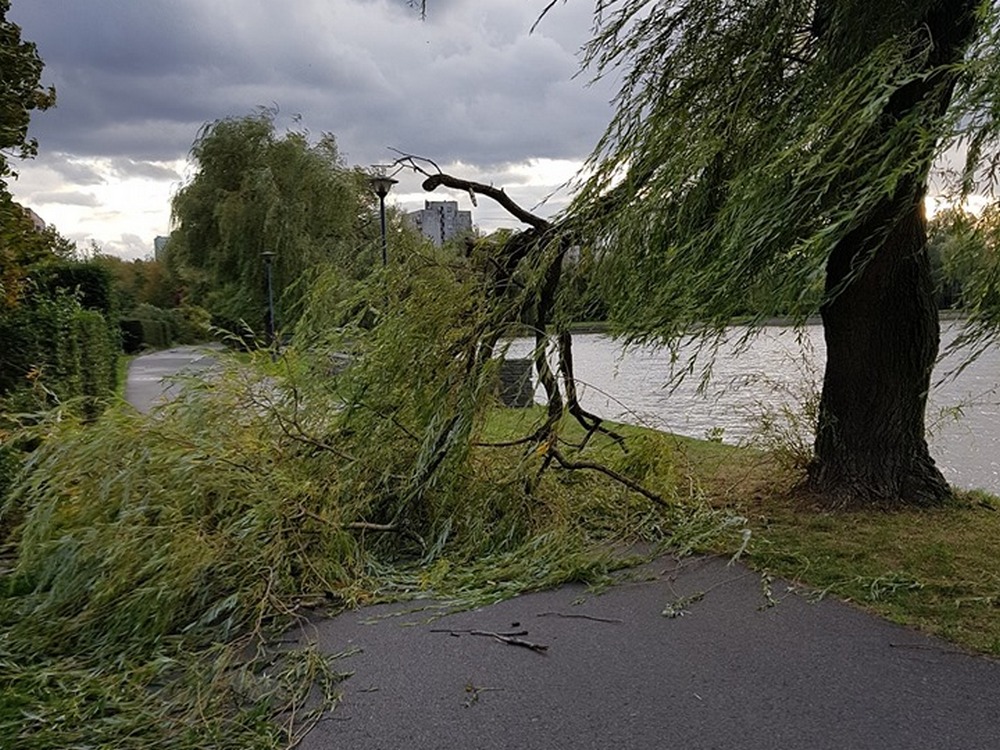 Ponad 650 interwencji strażaków w całym regionie - bilans wczorajszej wichury nad Polską