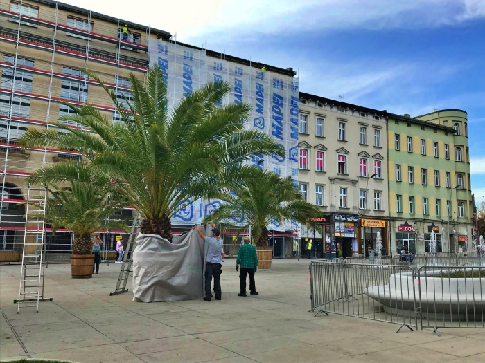 Palmy z rynku w Chorzowie przezimują w galerii handlowej
