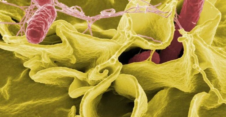Zabrze: Salmonella w żłobku! Ponad 40 dzieci poniżej trzech lat zarażona bakterią