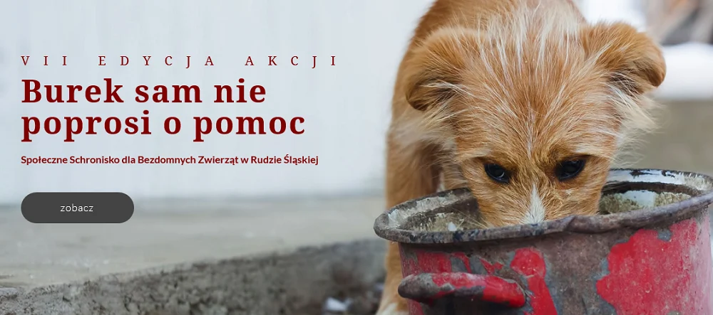 "Burek sam nie poprosi o pomoc" - wesprzyj bezdomne zwierzaki