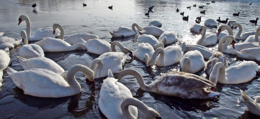 Dokarmiamy ptaki zimą. Rozpoczyna się zbiórka karmy
