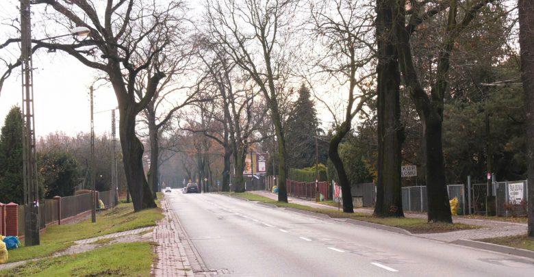 Setka dorodnych drzew pójdzie pod topór? Wycinka przy Owsianej budzi kontrowersje