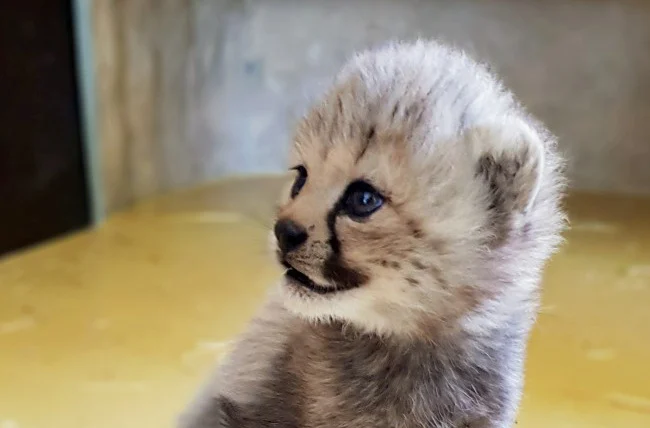 Narodziny gepardów w śląskim ZOO!