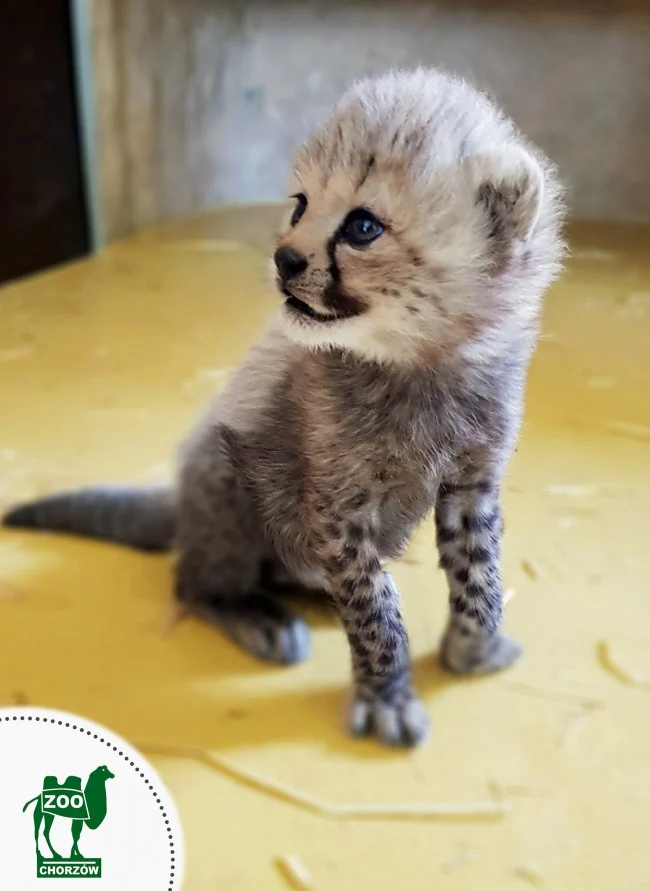 Narodziny gepardów w śląskim ZOO!