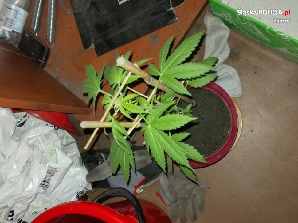 Dwaj mężczyźni objęci dozorem za pobicie 52-latka