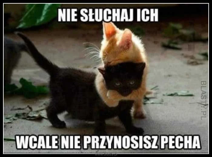 1390441.obrazki.jpg