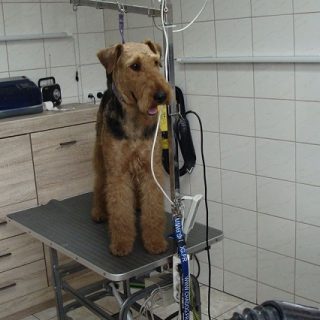 Fryzjer dla Psów Karolina Adamska