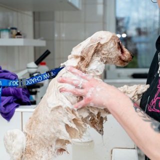 Fryzjer dla Psów Karolina Adamska