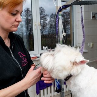 Fryzjer dla Psów Karolina Adamska