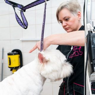 Fryzjer dla Psów Karolina Adamska