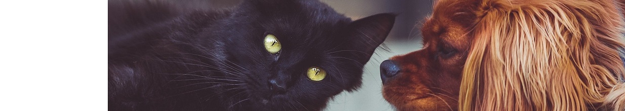 Gabinet Weterynaryjny Doktor Wojtek