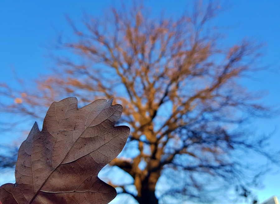 Chorzów będzie miał drugi pomnik przyrody! To dąb szypułkowy z Batorego